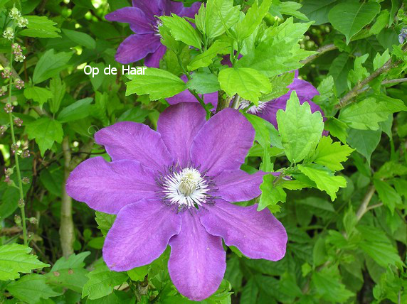 Geranium 'Johnson's Blue'