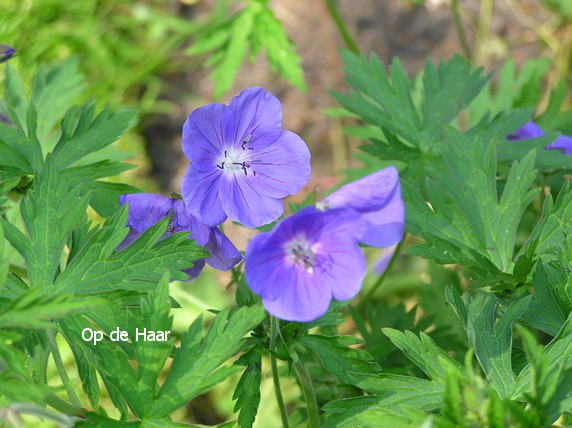 Geranium 'Johnson's Blue'