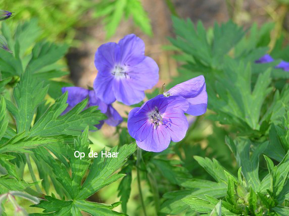 Geranium 'Johnson's Blue'