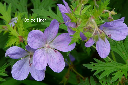 Geranium 'Brookside'