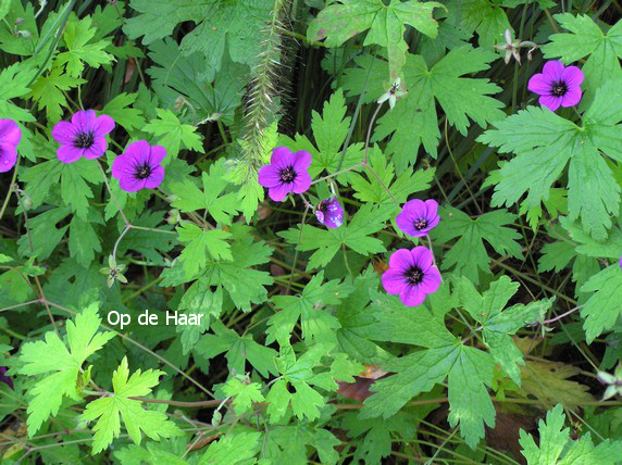 Geranium 'Ann Folkard'