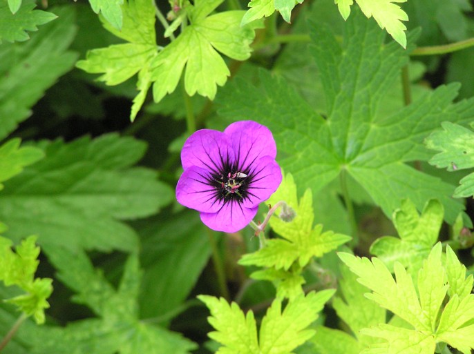 Geranium 'Ann Folkard'