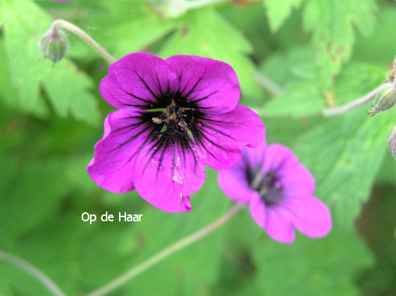 Geranium 'Ann Folkard'