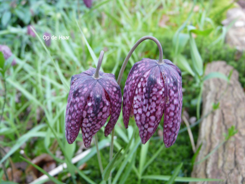 Fritillaria meleagris