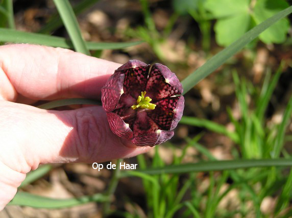 Fritillaria meleagris