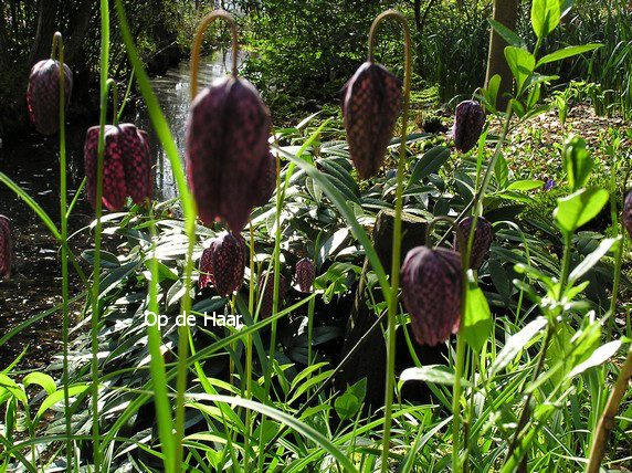 Fritillaria meleagris