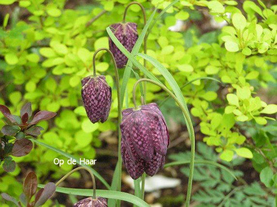 Fritillaria meleagris