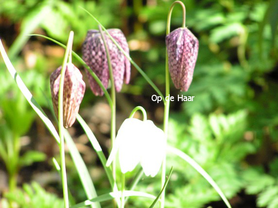 Fritillaria meleagris