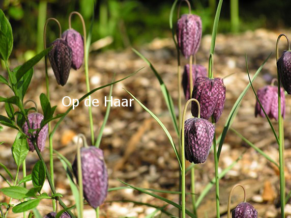 Fritillaria meleagris