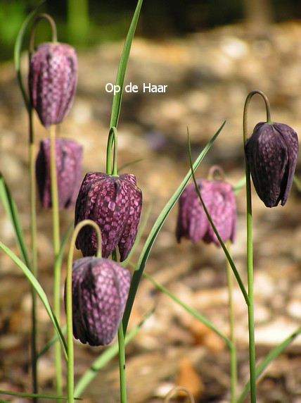 Fritillaria meleagris