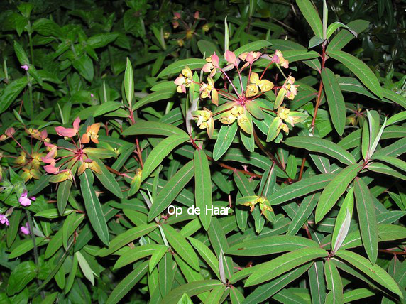 Euphorbia griffithii 'Dixter'