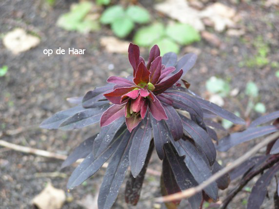 Euphorbia amygdaloides 'Purpurea'