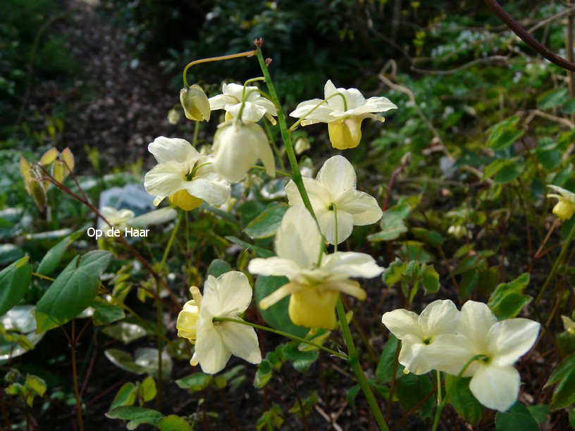 Epimedium versicolor 'Sulphureum'