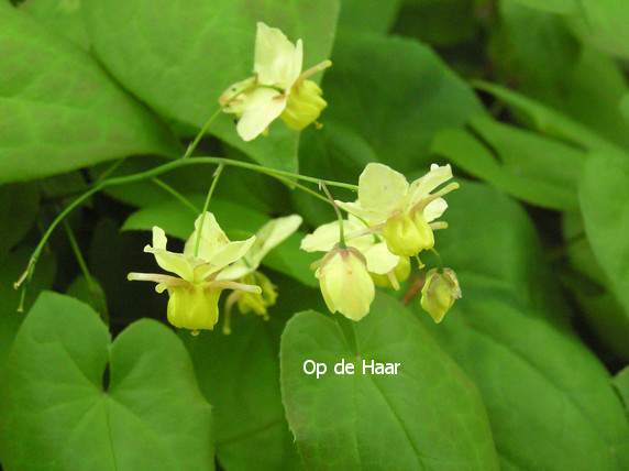 Epimedium versicolor 'Sulphureum'