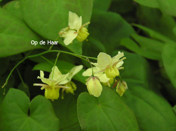 Epimedium versicolor 'Sulphureum'