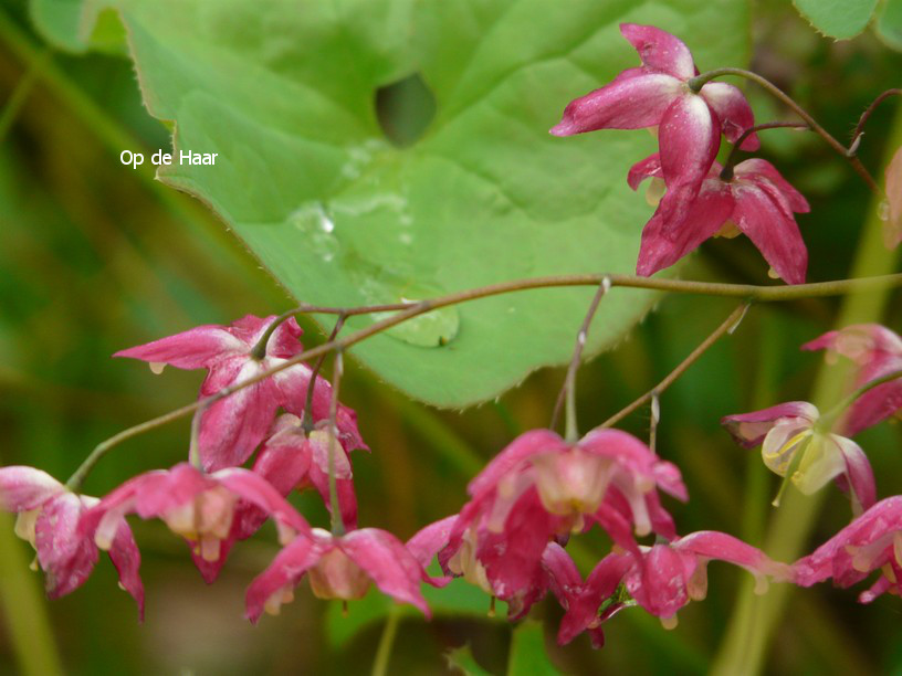 Epimedium rubrum