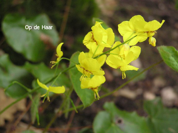 Epimedium perralchicum 'Frohnleiten'