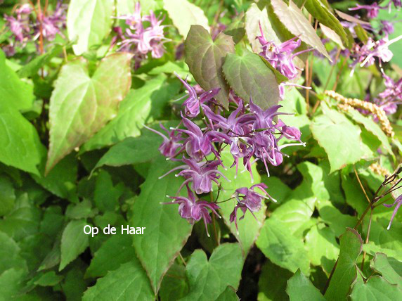 Epimedium grandiflorum 'Lilafee'