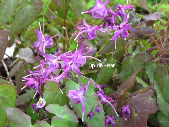 Epimedium grandiflorum 'Lilafee'