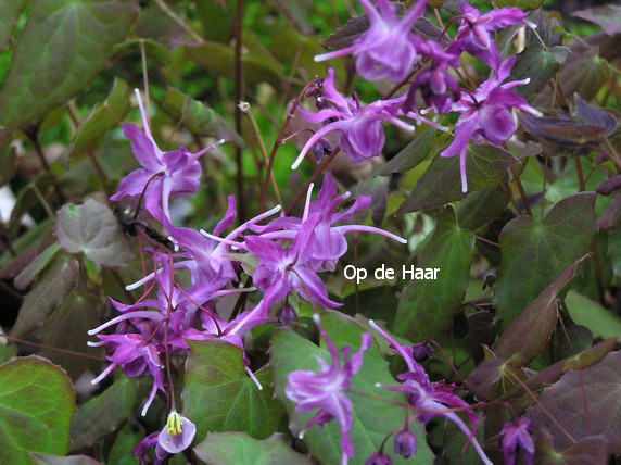 Epimedium grandiflorum 'Lilafee'