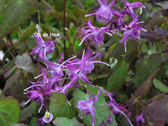 Epimedium grandiflorum 'Lilafee'