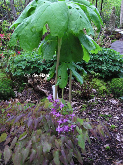 Epimedium grandiflorum 'Lilafee'