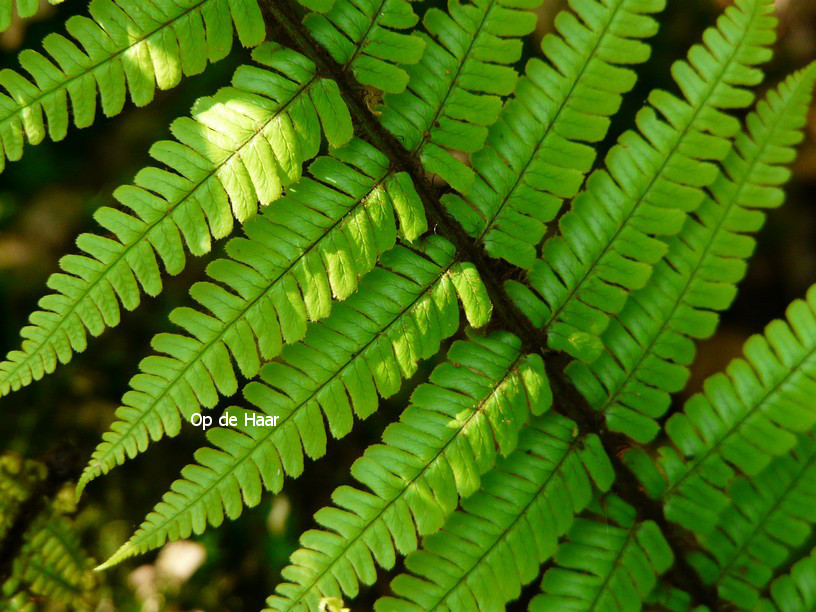 Dryopteris wallichiana