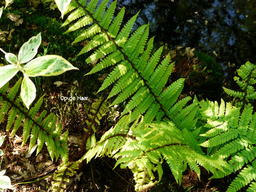 Dryopteris wallichiana