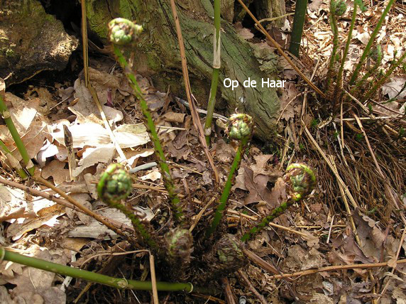 Dryopteris filix-mas