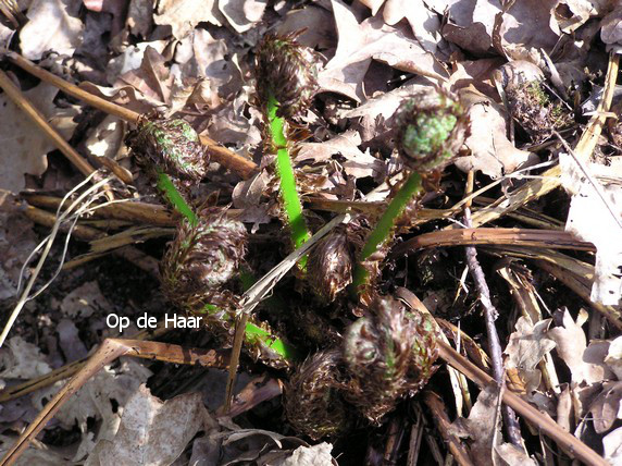 Dryopteris filix-mas