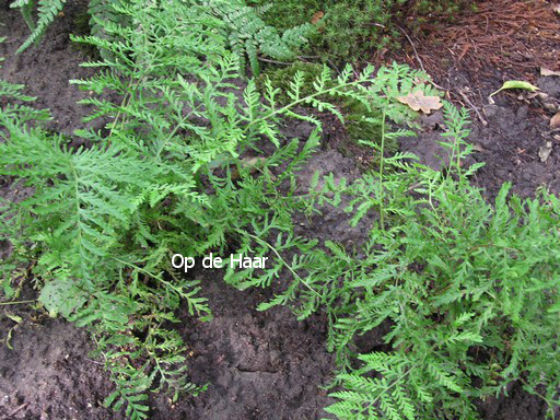 Dryopteris filix-mas 'Linearis Polydactylon'