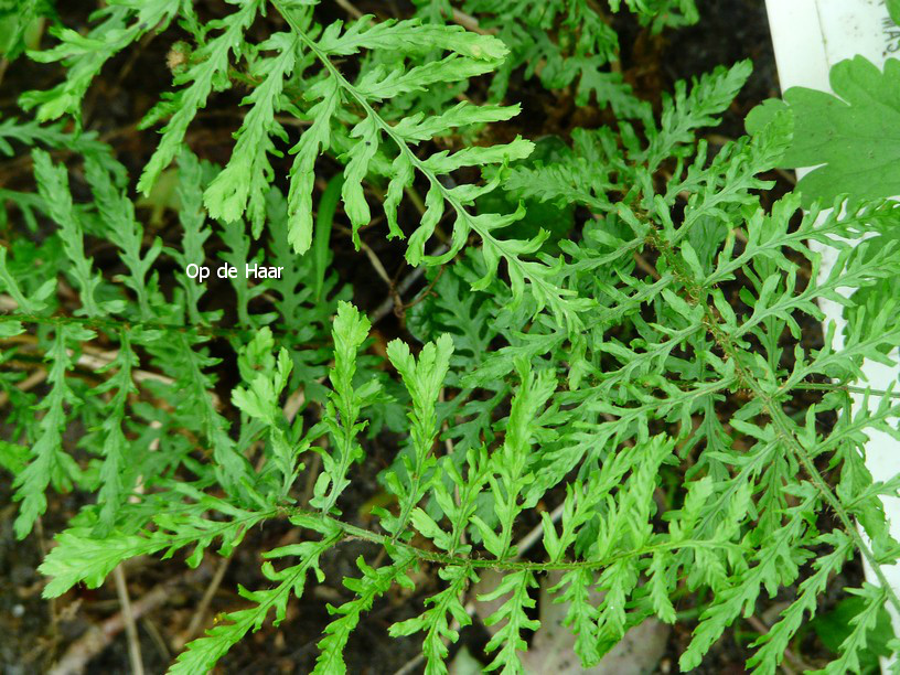 Dryopteris filix-mas 'Linearis Polydactylon'