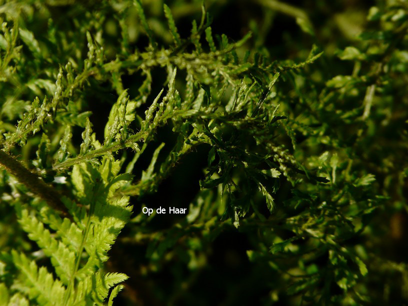 Dryopteris filix-mas 'Linearis Polydactylon'