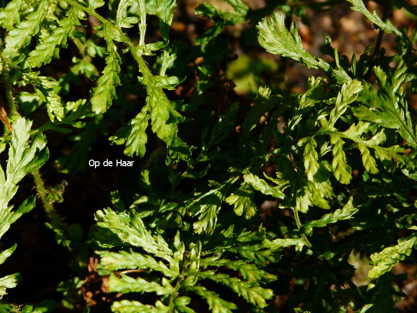 Dryopteris filix-mas 'Linearis Polydactylon'