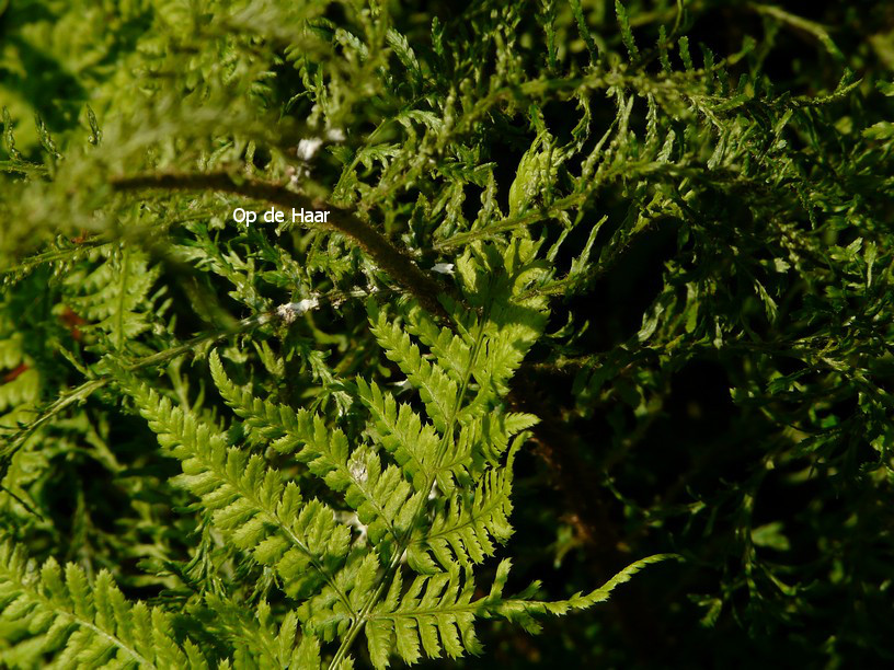 Dryopteris filix-mas 'Linearis Polydactylon'