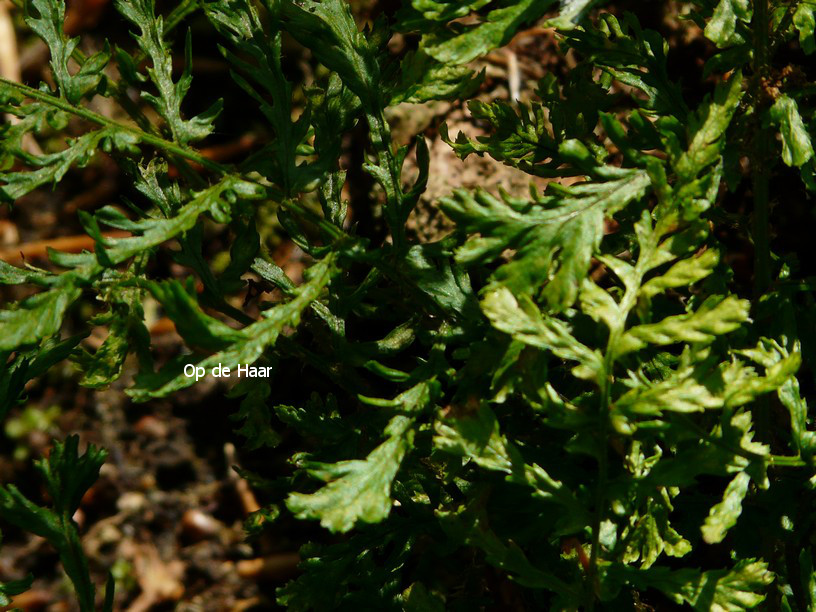 Dryopteris filix-mas 'Linearis Polydactylon'