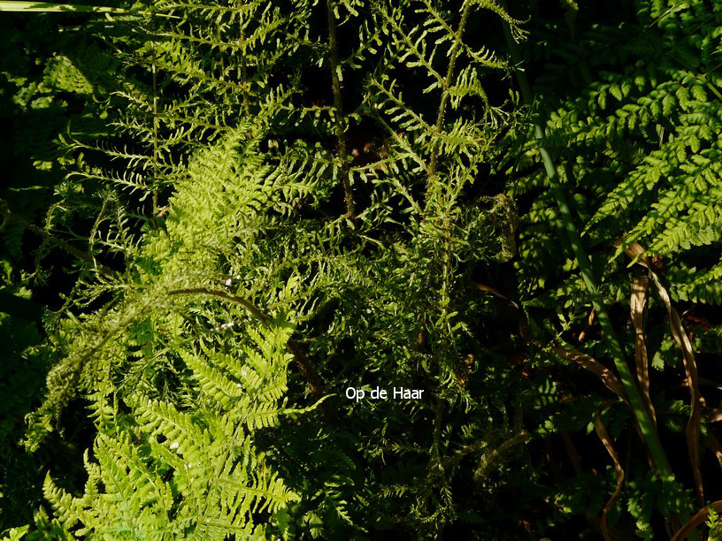 Dryopteris filix-mas 'Linearis Polydactylon'