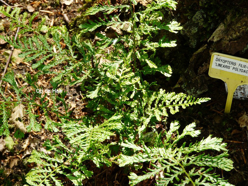 Dryopteris filix-mas 'Linearis Polydactylon'