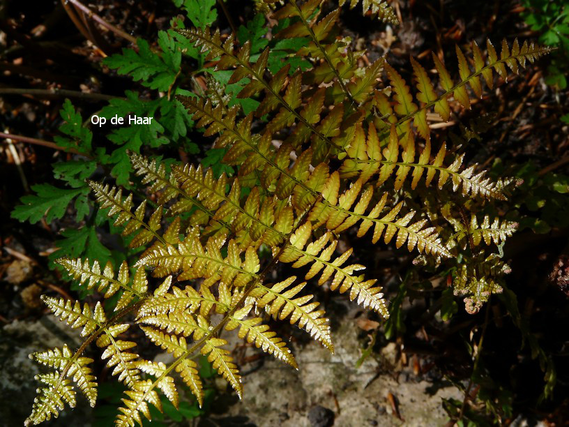 Dryopteris erythrosora