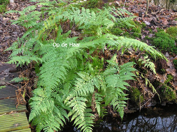 Dryopteris erythrosora