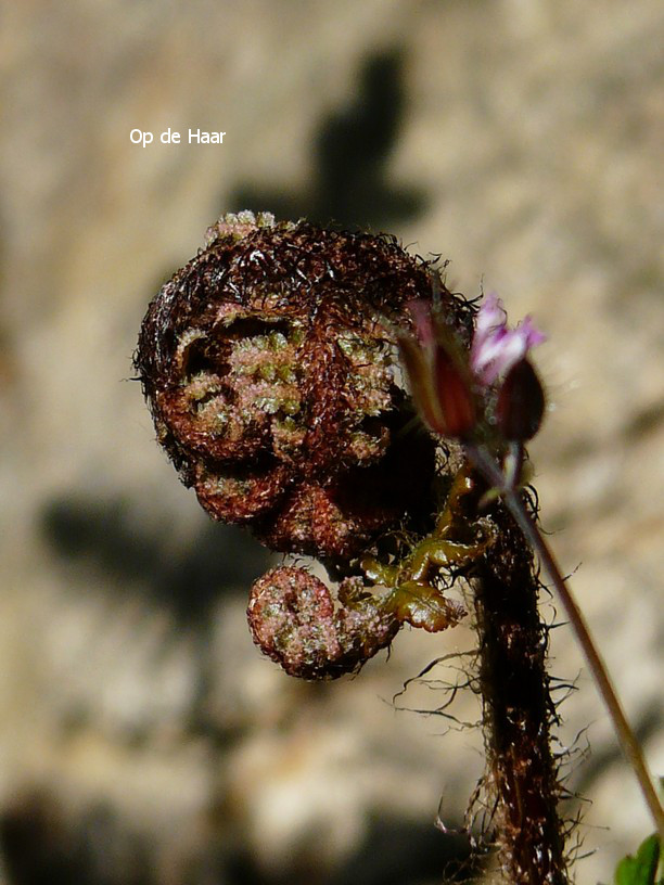 Dryopteris erythrosora