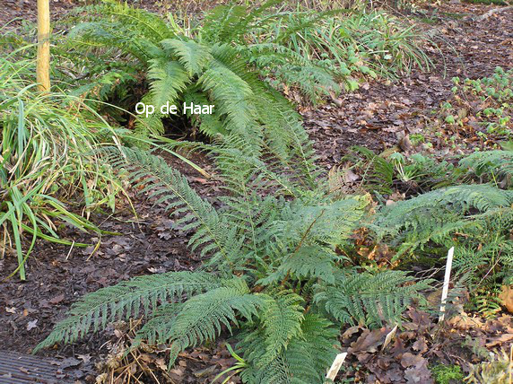 Dryopteris erythrosora