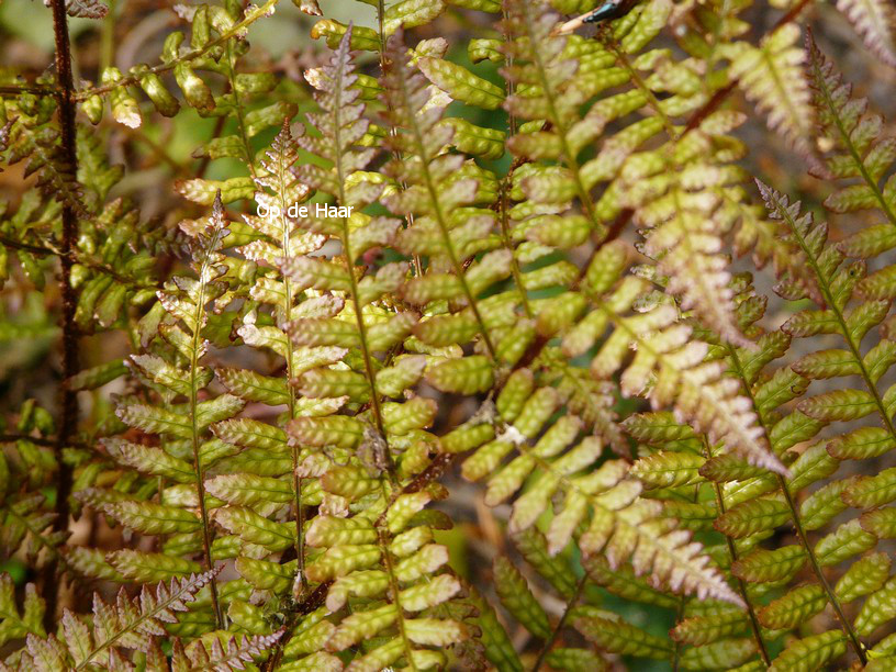 Dryopteris erythrosora