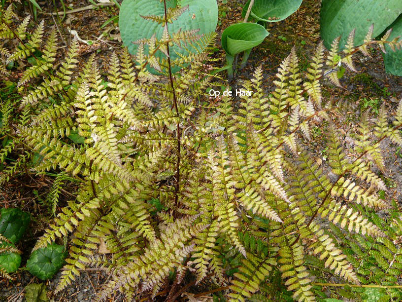 Dryopteris erythrosora