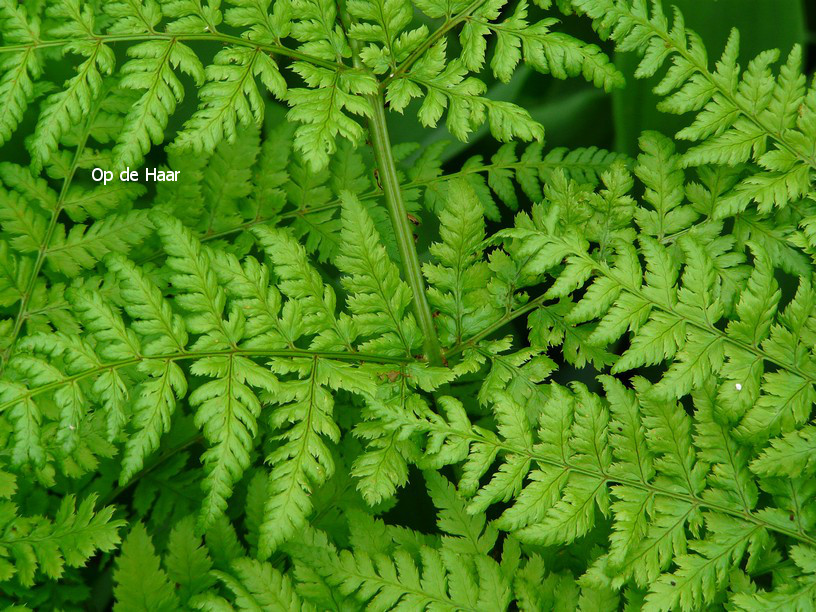 Dryopteris dilatata