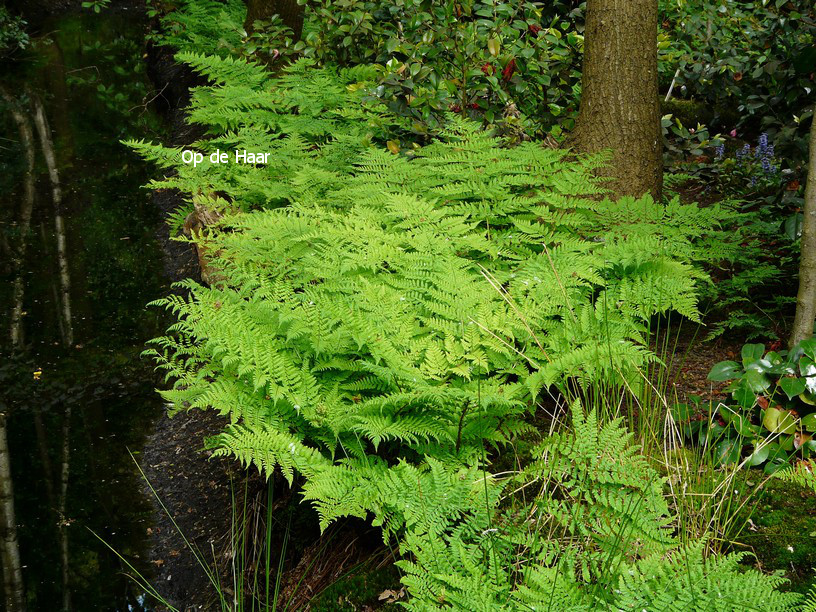 Dryopteris dilatata