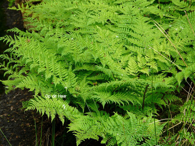 Dryopteris dilatata