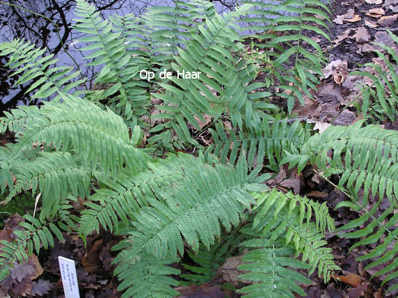 Dryopteris cycadina