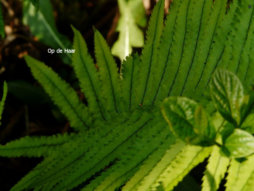 Dryopteris cycadina