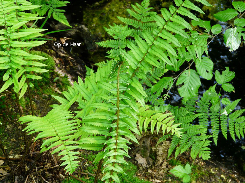 Dryopteris cycadina